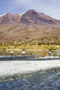 Laguna Colorada, Eduardo Avaroa and Fauna Ulusal rezerv Bolivya