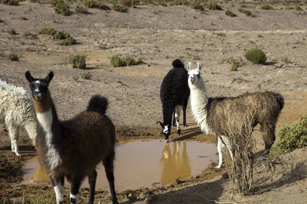 Lamas Dans Désert Dali Eduardo Avaroa Réserve Nationale Faune Andine — Photo