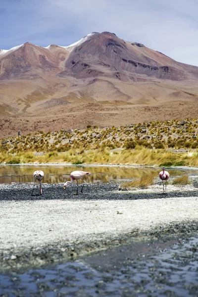 Laguna Colorada Reserva Nacional Fauna Andina Eduardo Avaroa Bolivia — Foto de Stock