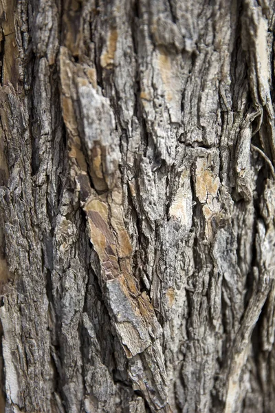 Dettaglio Primo Piano Del Vecchio Tronco Albero — Foto Stock