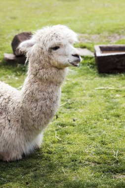 Tatlı küçük bebek alpaka Peru'dan
