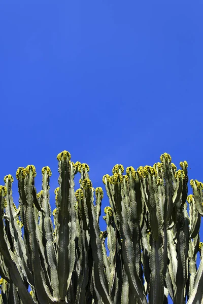 Vista Flores Cactos Sob Céu Azul — Fotografia de Stock