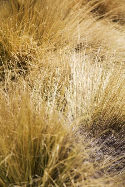 玻利维亚 Avaroa 安第斯动物保护区 Colorada 的草原 — 图库照片