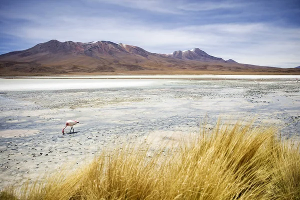 Laguna Hedionda Andok Határán Bolíviában — Stock Fotó