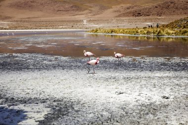Laguna Colorada, Eduardo Avaroa and Fauna Ulusal rezerv Bolivya