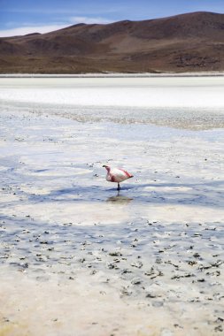 Laguna Hedionda, Eduardo Avaroa and Fauna Ulusal rezerv Bolivya'daki Flamingo'da