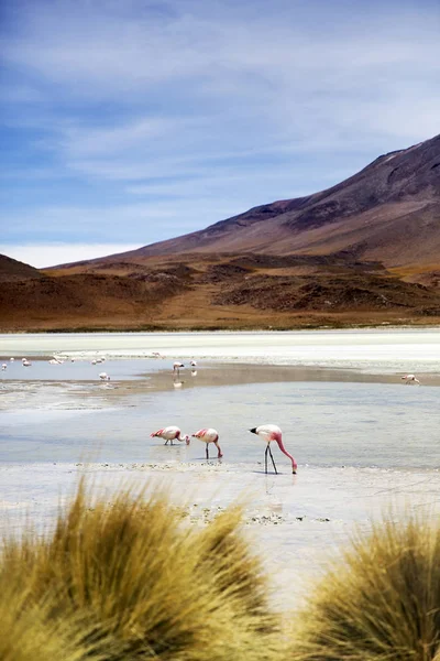 Laguna Hedionda Eduardo Avaroa Andesi Állatok Nemzeti Reserve Bolíviában — Stock Fotó