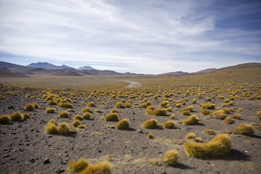 Otlak Laguna Colorada, Eduardo Avaroa and Fauna Ulusal rezerv Bolivya tarafından