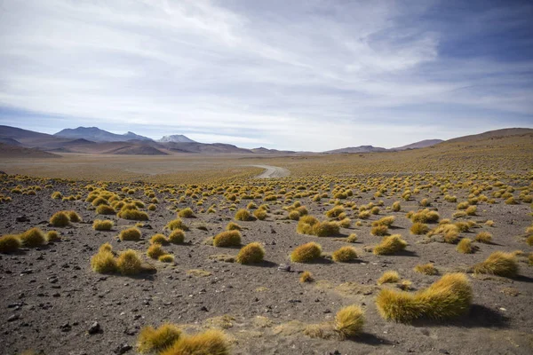 Пасовища Лагуна Колорадо Едуардо Avaroa Андське Фауни Заповідника Болівії — стокове фото
