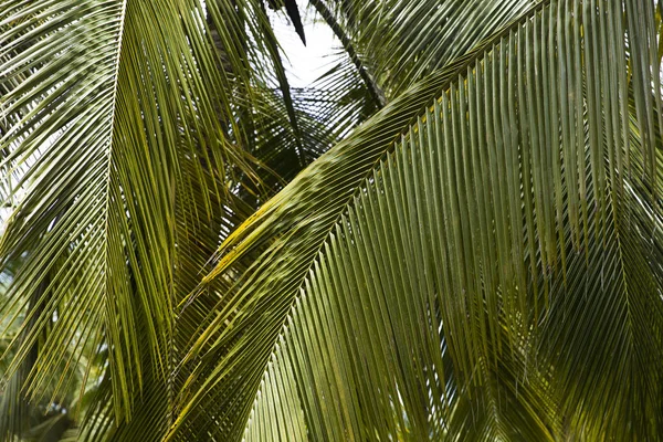 View at palm tree forest in Tayrona Natural National Park, Colombia