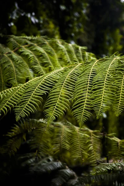 Feuillage Vert Fougères Florales Naturelles Dans Forêt Tropicale — Photo
