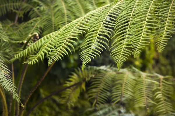 Groen Blad Natuurlijke Bloemvarens Het Tropische Bos — Stockfoto