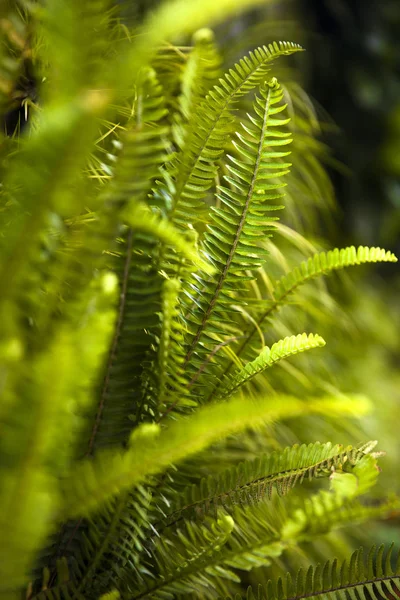 Groen Blad Natuurlijke Bloemvarens Het Tropische Bos — Stockfoto