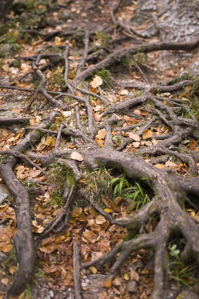 Closeup Detail Tree Roots Fallen Autumn Leaves — Stock Photo, Image