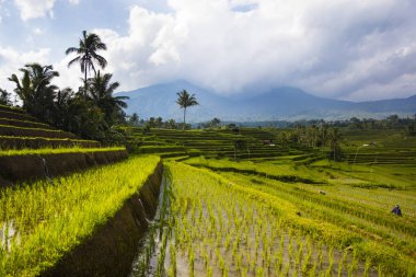 Güneydoğu Bali Jatiluwih Pirinç tarlaları, Endonezya