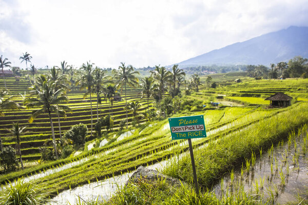 Tourists warning sign at rice  fields of Jatiluwih in southeast Bali, Indonesia