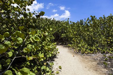Kolombiya 'nın kuzey kıyısındaki Tayrona Doğal Parkı' ndan orman yoluna bakın.