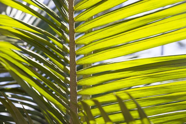 Vibranti Foglie Palma Verde Nella Foresta Pluviale — Foto Stock