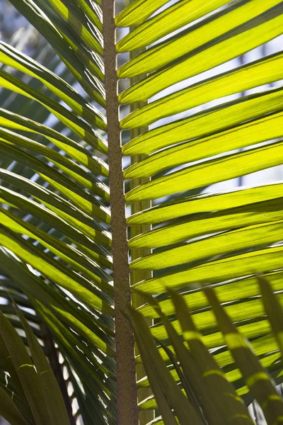 Vibranti Foglie Palma Verde Nella Foresta Pluviale — Foto Stock