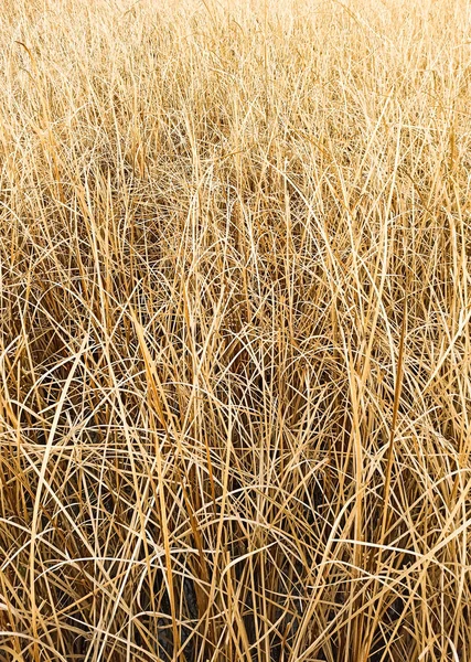 Closeup Detail Dry Reed Swamp — Stock Photo, Image