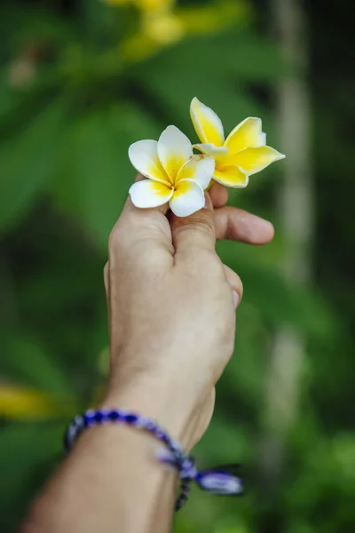Plumeria Frangipani Flowers Male Hand Tropical Forest Bali Indonesia — Stockfoto