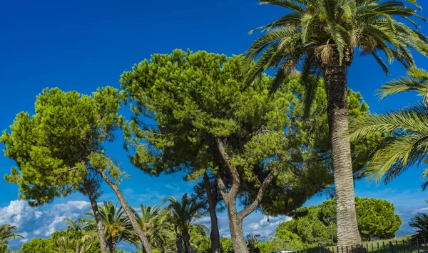 Utsikt Över Palmer Parken Nice Frankrike — Stockfoto