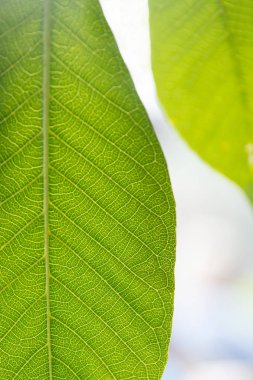 Tropikal yeşil yapraklara yakın çekim