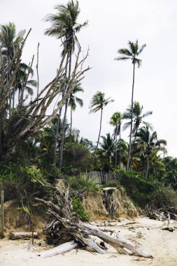 Kolombiya 'daki Tayrona Ulusal Doğal Parkı' ndaki tropikal plajda sürüklenen ağaçların manzarası
