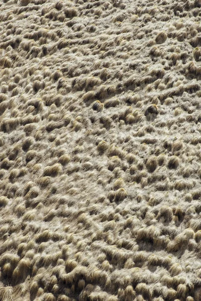 Closeup Dry Grass Backdrop Georgia — 스톡 사진
