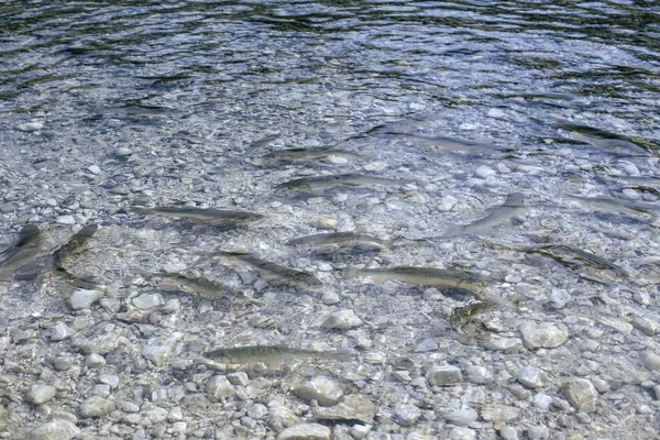 Close Fishes Squalius Group Clear Waters Bohinj Lake Slovenia — Stock fotografie