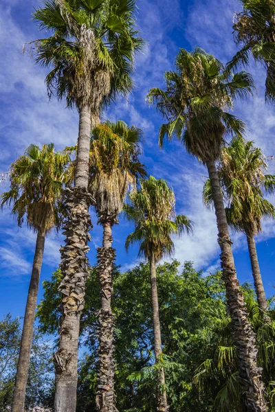 Visa Tropiska Palmer Barcelona Spanien — Stockfoto