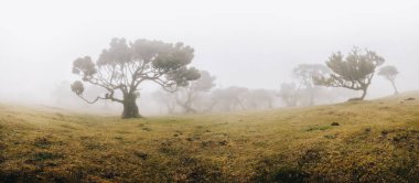 Madeira adasındaki mistik Laurissilva ormanına bakın.