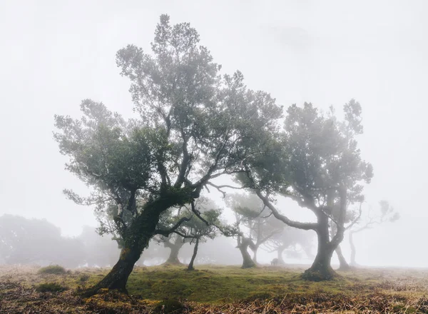 Blick Auf Den Mystischen Lorbeerwald Auf Madeira — Stockfoto