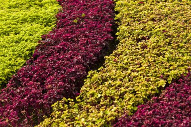 Geometrik bitkilerin şekline yakın görünüm