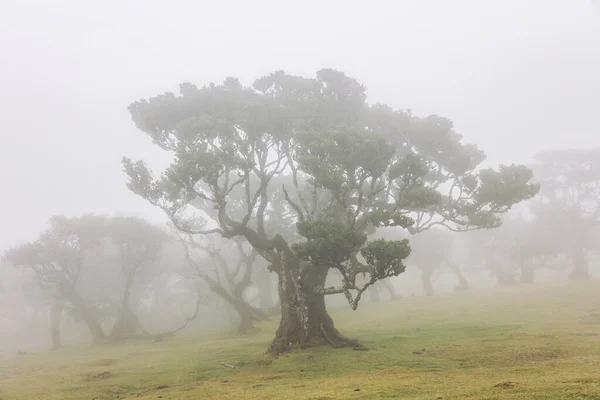 Widok Mistyczny Las Fanal Laurisilva Maderze Portugalia — Zdjęcie stockowe