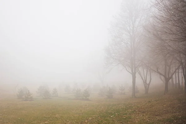 View Trees Foggy Winter Day — Stock Photo, Image