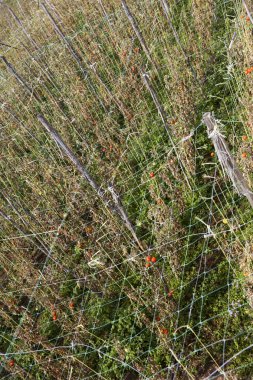 Tarlada domates bahçesi ve bitki destekli kablolar.