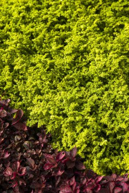 Geometrik bitkilerin şekline yakın görünüm