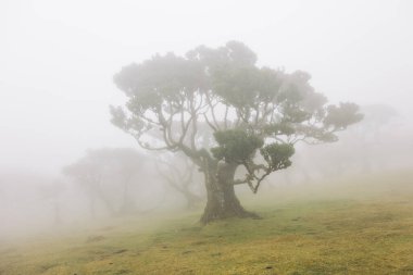 Portekiz 'deki Madeira Adası' ndaki Mistik Fanal Laurisilva Ormanı 'na bakın.
