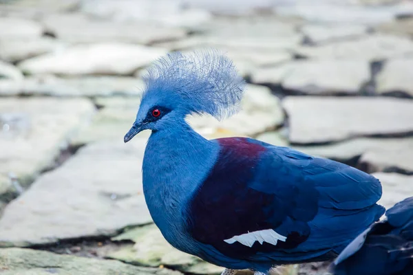 Western Victoria Crowned Pigeon Στο Νησί Μπαλί Ινδονησία — Φωτογραφία Αρχείου