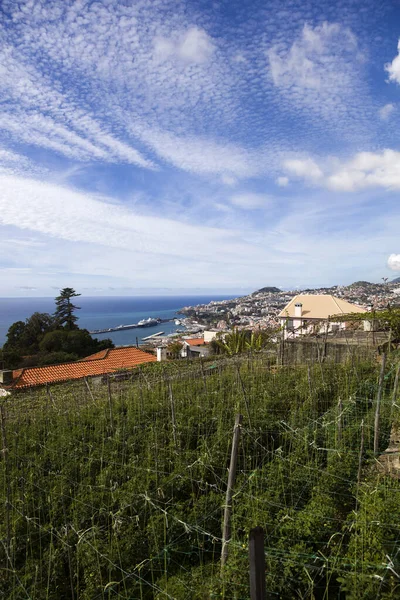 Vue Lointaine Ville Funchal Sur Île Madère Portugal — Photo