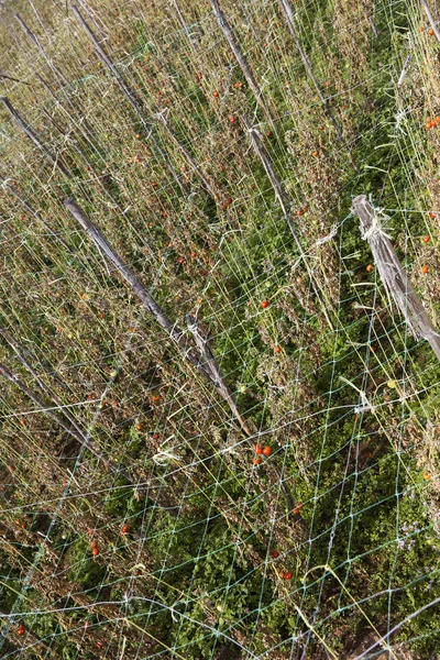 Giardinaggio Del Pomodoro Nel Campo Con Fili Supporto Delle Piante — Foto Stock