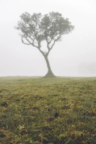 Visa Mystisk Fanal Laurisilva Skog Madeira Portugal — Stockfoto