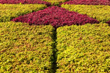 Geometrik bitkilerin şekline yakın görünüm