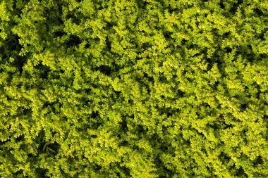 Geometrik bitkilerin şekline yakın görünüm