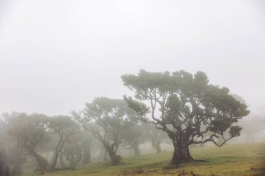 Portekiz 'deki Madeira Adası' ndaki Mistik Fanal Laurisilva Ormanı 'na bakın.