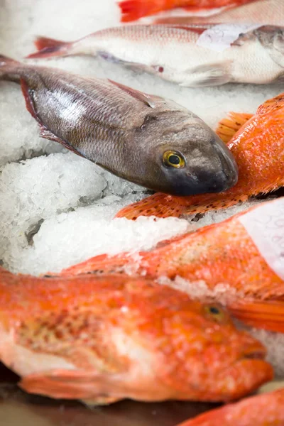 Peces Frescos Sobre Hielo Mercado Local Pescado Funchal Isla Madeira —  Fotos de Stock