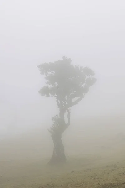 Widok Mistyczny Las Fanal Laurisilva Maderze Portugalia — Zdjęcie stockowe