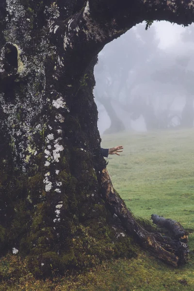 Vue Mystical Fanal Laurisilva Forest Sur Île Madère Portugal — Photo