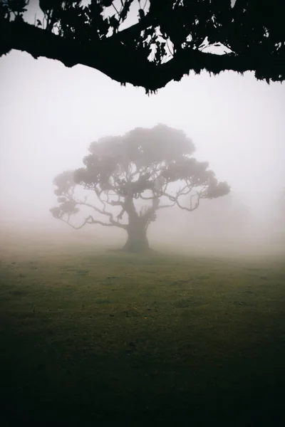 Blick Auf Den Mystischen Fanal Lorbeerwald Auf Der Insel Madeira — Stockfoto